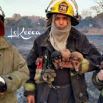 Los bomberos salvan la vida de 7 cachorritos en llamas